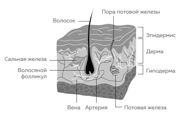 Иллюстрация к книге — Кожа. Как у тебя дела? [i_001.jpg]