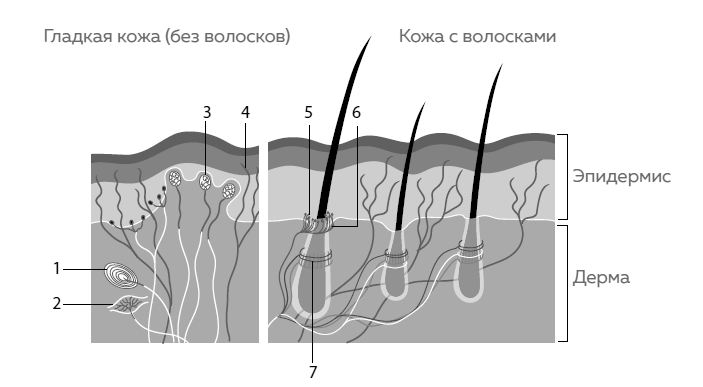 Иллюстрация к книге — Кожа. Как у тебя дела? [i_002.jpg]