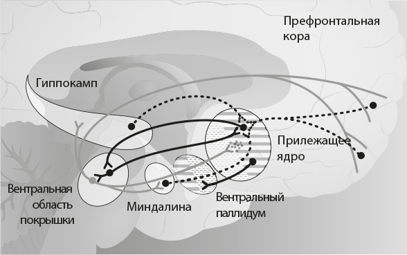 Иллюстрация к книге — Совесть. Происхождение нравственной интуиции [i_009.jpg]