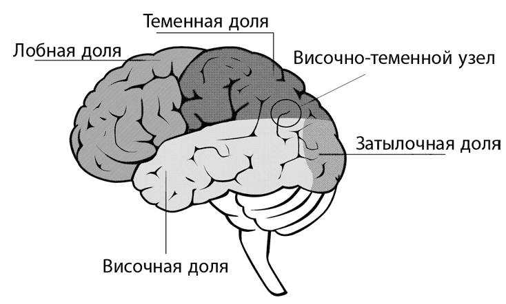 Иллюстрация к книге — Коучинг мозга. Как мы можем использовать знания о мозге, чтобы помочь себе развиваться [i_023.jpg]