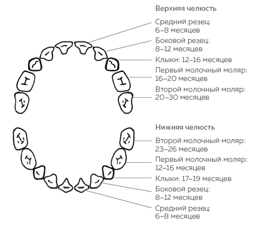 Иллюстрация к книге — Зубы. Как у вас дела? [i_002.jpg]