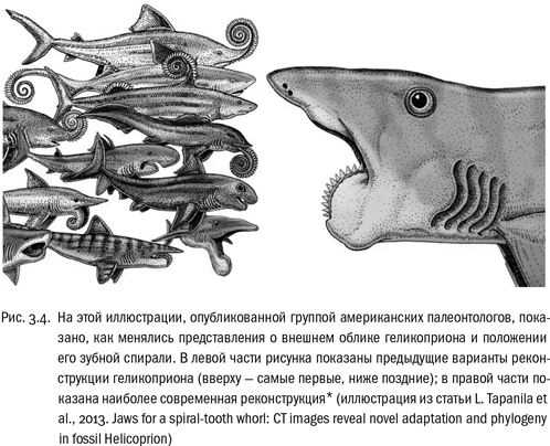 Иллюстрация к книге — Евангелие от LUCA. В поисках родословной животного мира [i_013.jpg]