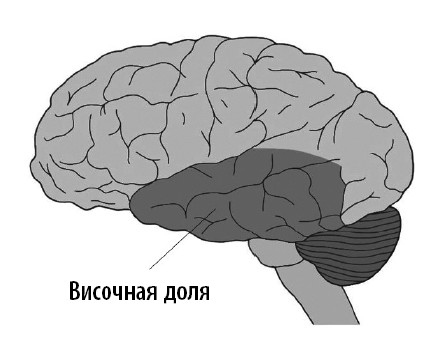 Иллюстрация к книге — Ваш мозг. Что нейронаука знает о мозге и его причудах [i_002.jpg]