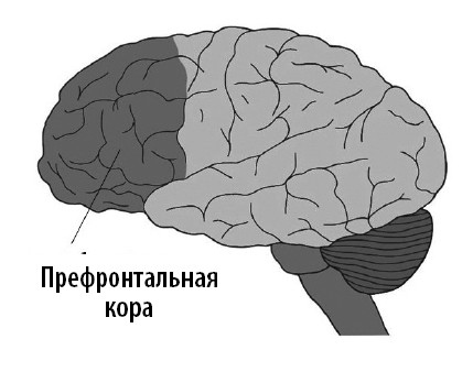 Иллюстрация к книге — Ваш мозг. Что нейронаука знает о мозге и его причудах [i_006.jpg]