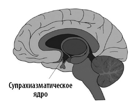 Иллюстрация к книге — Ваш мозг. Что нейронаука знает о мозге и его причудах [i_018.jpg]