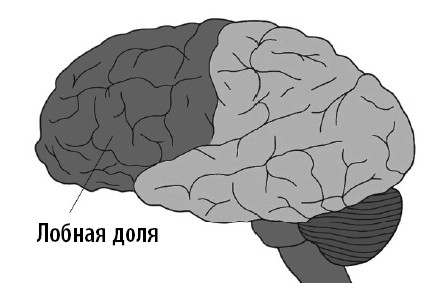 Иллюстрация к книге — Ваш мозг. Что нейронаука знает о мозге и его причудах [i_019.jpg]