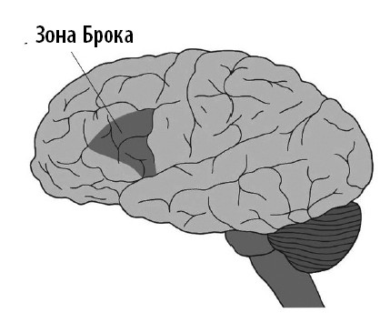 Иллюстрация к книге — Ваш мозг. Что нейронаука знает о мозге и его причудах [i_020.jpg]