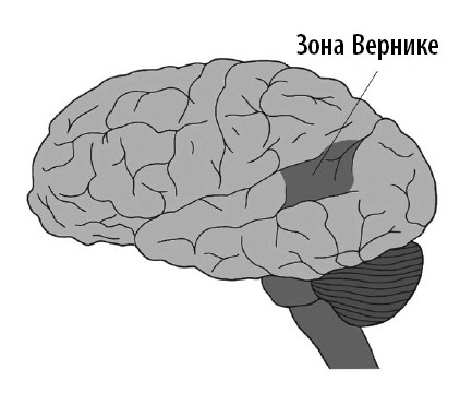 Иллюстрация к книге — Ваш мозг. Что нейронаука знает о мозге и его причудах [i_021.jpg]