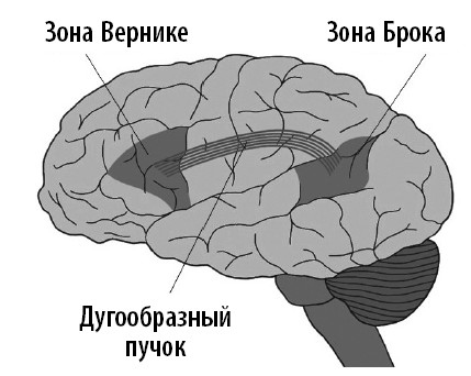 Иллюстрация к книге — Ваш мозг. Что нейронаука знает о мозге и его причудах [i_023.jpg]
