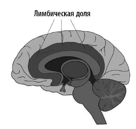 Иллюстрация к книге — Ваш мозг. Что нейронаука знает о мозге и его причудах [i_025.jpg]
