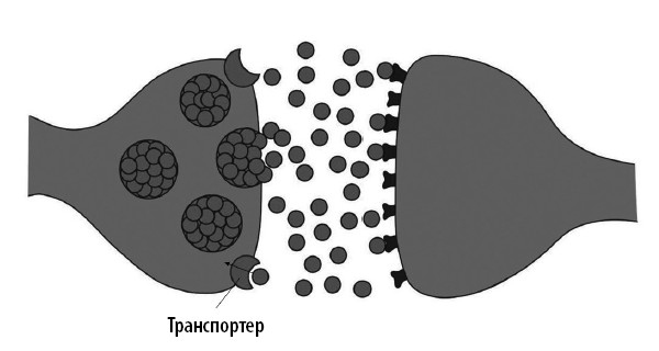 Иллюстрация к книге — Ваш мозг. Что нейронаука знает о мозге и его причудах [i_027.jpg]