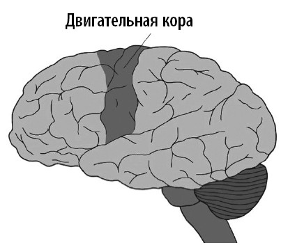 Иллюстрация к книге — Ваш мозг. Что нейронаука знает о мозге и его причудах [i_028.jpg]