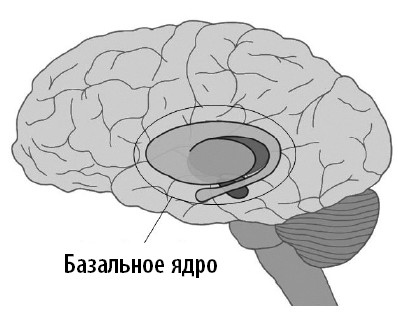 Иллюстрация к книге — Ваш мозг. Что нейронаука знает о мозге и его причудах [i_031.jpg]