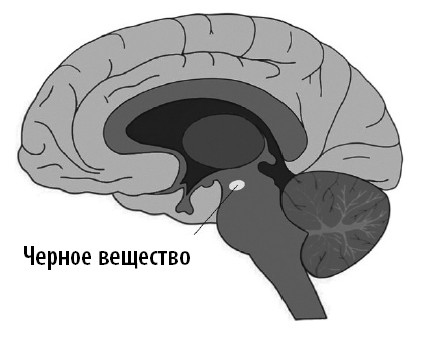 Иллюстрация к книге — Ваш мозг. Что нейронаука знает о мозге и его причудах [i_032.jpg]