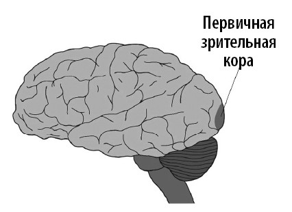 Иллюстрация к книге — Ваш мозг. Что нейронаука знает о мозге и его причудах [i_039.jpg]