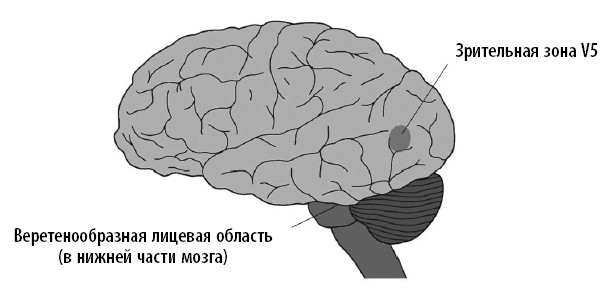 Иллюстрация к книге — Ваш мозг. Что нейронаука знает о мозге и его причудах [i_040.jpg]