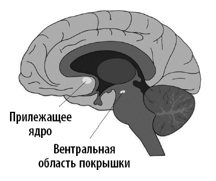 Иллюстрация к книге — Ваш мозг. Что нейронаука знает о мозге и его причудах [i_042.jpg]