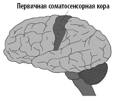 Иллюстрация к книге — Ваш мозг. Что нейронаука знает о мозге и его причудах [i_044.jpg]
