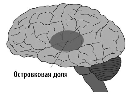 Иллюстрация к книге — Ваш мозг. Что нейронаука знает о мозге и его причудах [i_045.jpg]