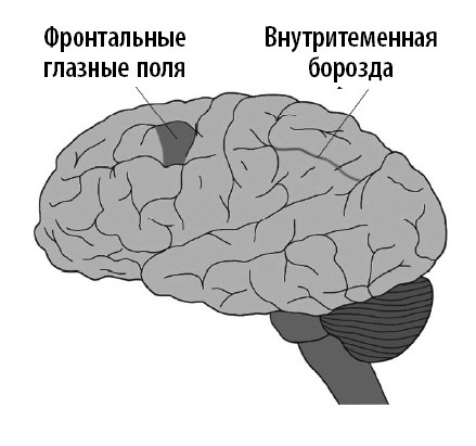 Иллюстрация к книге — Ваш мозг. Что нейронаука знает о мозге и его причудах [i_048.jpg]