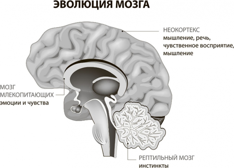 Иллюстрация к книге — Наш мозг в эпоху катаклизмов [i_004.jpg]
