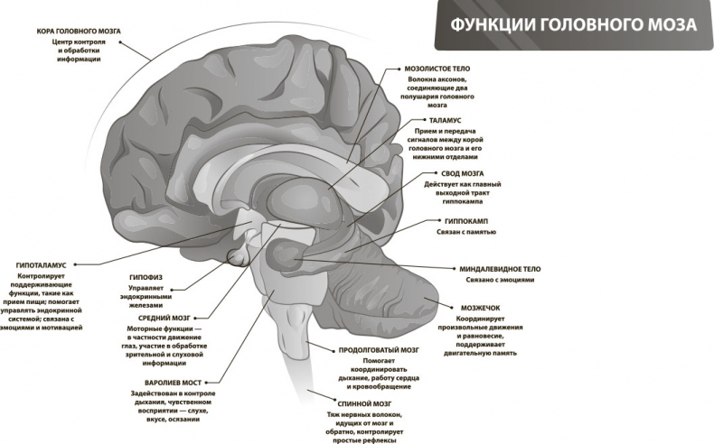 Иллюстрация к книге — Наш мозг в эпоху катаклизмов [i_021.jpg]