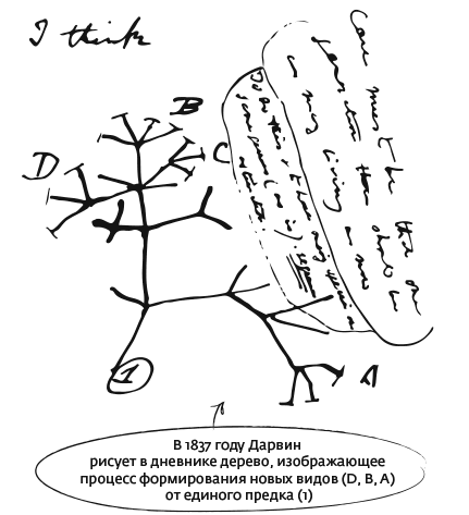 Иллюстрация к книге — Дарвин на отдыхе. Размышляем над теорией эволюции [i_005.jpg]