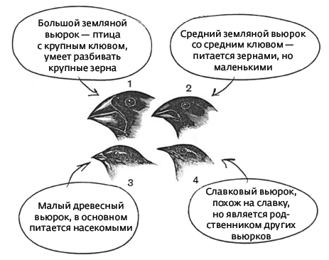 Иллюстрация к книге — Дарвин на отдыхе. Размышляем над теорией эволюции [i_022.jpg]