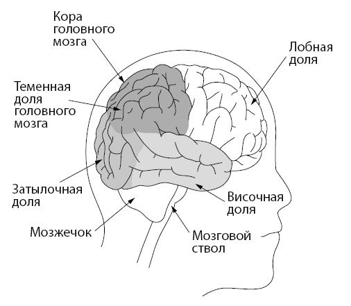 Иллюстрация к книге — Источник. Как перестроить работу мозга, чтобы достичь жизни мечты [i_002.jpg]
