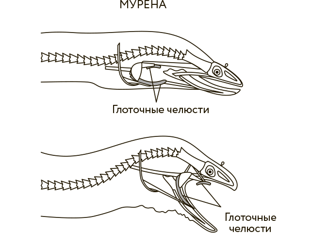 Иллюстрация к книге — Научное мировоззрение изменит вашу жизнь. Почему мы изучаем Вселенную и как это помогает нам понять самих себя? [i_010.jpg]