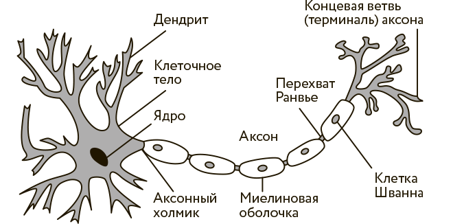 Иллюстрация к книге — Научное мировоззрение изменит вашу жизнь. Почему мы изучаем Вселенную и как это помогает нам понять самих себя? [i_017.jpg]