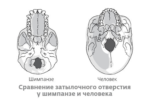 Иллюстрация к книге — Сапиенс для пляжа: изучаем происхождение человека [i_003.jpg]