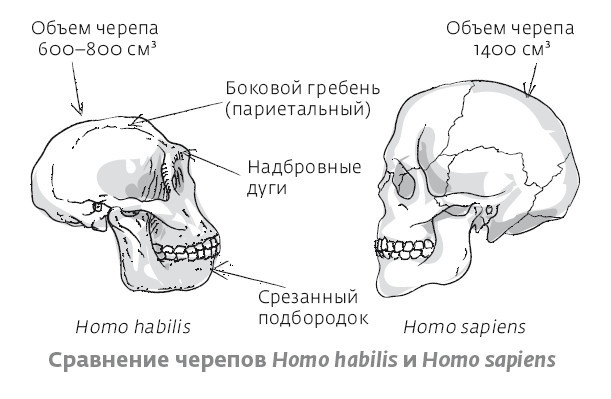 Иллюстрация к книге — Сапиенс для пляжа: изучаем происхождение человека [i_016.jpg]