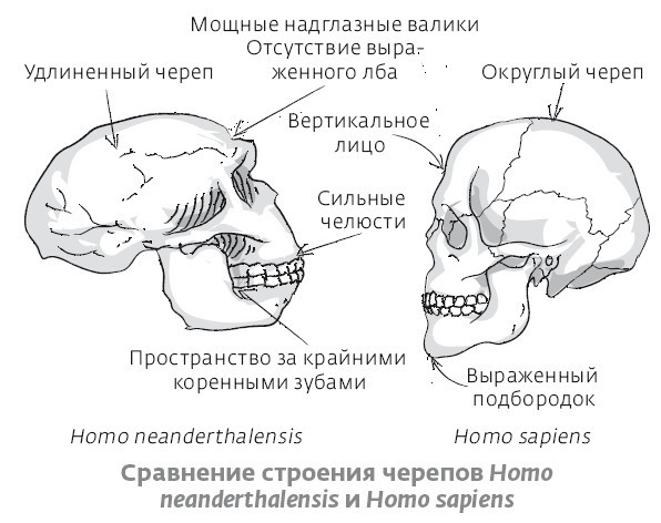 Иллюстрация к книге — Сапиенс для пляжа: изучаем происхождение человека [i_025.jpg]
