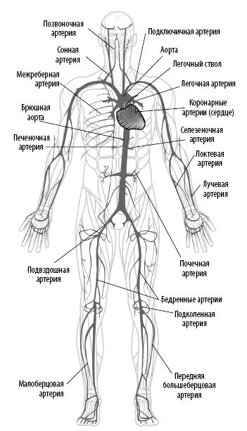 Иллюстрация к книге — Взламывая анатомию [image103.jpg]