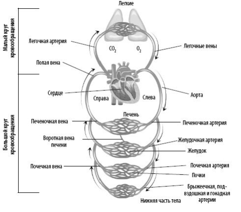 Иллюстрация к книге — Взламывая анатомию [image104.jpg]