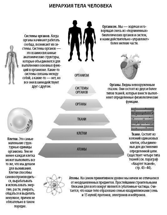 Иллюстрация к книге — Взламывая анатомию [image11.jpg]
