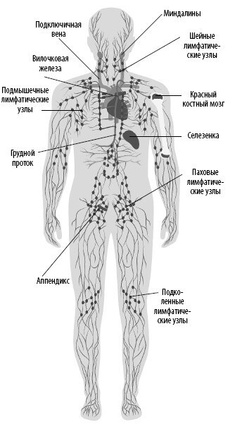Иллюстрация к книге — Взламывая анатомию [image119.jpg]