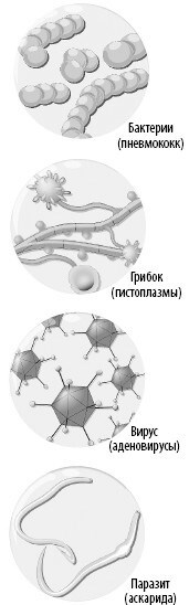 Иллюстрация к книге — Взламывая анатомию [image120.jpg]