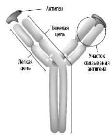 Иллюстрация к книге — Взламывая анатомию [image125.jpg]