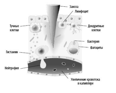 Иллюстрация к книге — Взламывая анатомию [image130.jpg]
