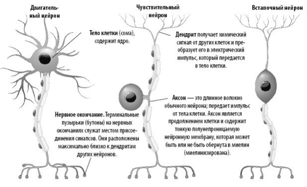 Иллюстрация к книге — Взламывая анатомию [image155.jpg]
