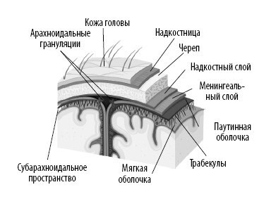 Иллюстрация к книге — Взламывая анатомию [image157.jpg]