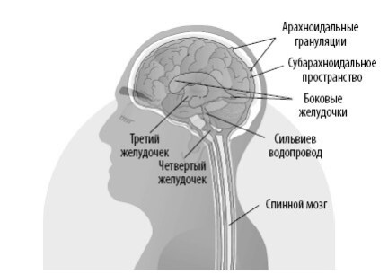 Иллюстрация к книге — Взламывая анатомию [image158.jpg]