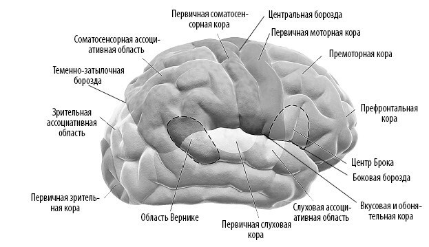 Иллюстрация к книге — Взламывая анатомию [image167.jpg]