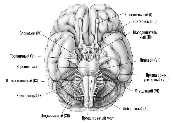 Иллюстрация к книге — Взламывая анатомию [image183.jpg]