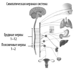 Иллюстрация к книге — Взламывая анатомию [image186.jpg]