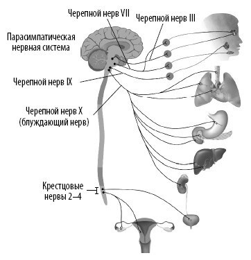 Иллюстрация к книге — Взламывая анатомию [image187.jpg]