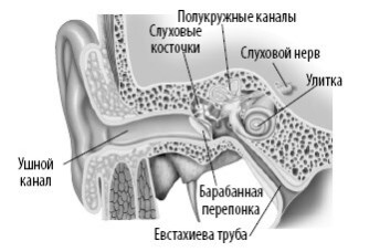 Иллюстрация к книге — Взламывая анатомию [image189.jpg]