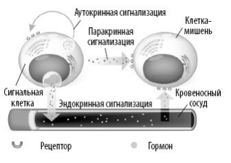 Иллюстрация к книге — Взламывая анатомию [image191.jpg]